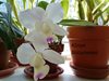 Cattleya WALKERIANA SEMIALBA KENNY (Nardotto Capello) 